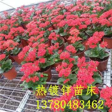 <a href='/' target='_blank'><a href='http://m.saltyvolt.com/miaochuangsheshi/203.html'target='_blank'>花架網(wǎng)</a></a>